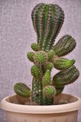 яркие и колючие цветы на праздник