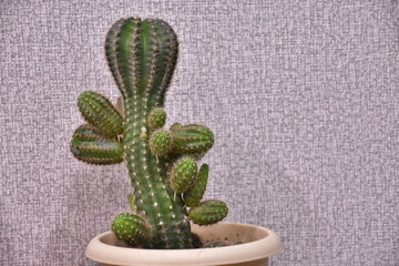 яркие и колючие цветы на праздник