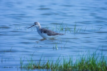 Marsh sandpiper at river. Tringa stagnatilis. The marsh sandpiper is a small wader.