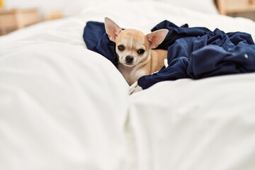 Beautiful small dog chihuahua lying on the bed with a blanket resting and sleeping at home