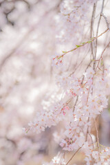 桜・春