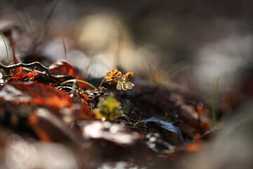 야생화 /  wild flowers