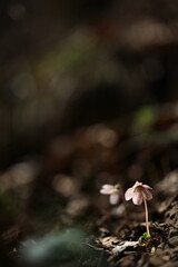 야생화 /  wild flowers