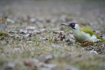 green woodpecker. picus viridis. bird on a carpet of leaves in a snowless winter. photo during the day.