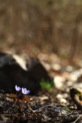 야생화 /  wild flowers