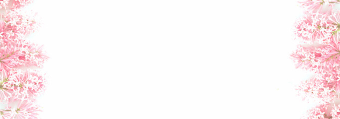 pink lilac on the border of the white background. Banner delicate lilac flowers Hungarian Syringa josikaea