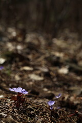 야생화 /  wild flowers