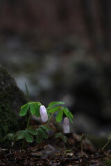 야생화 /  wild flowers