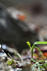 야생화 /  wild flowers