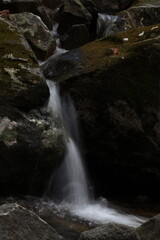 Obraz premium 야생화