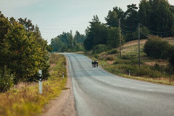 Fototapeta premium Group of cyclist friends on country roads on a sunny day, road bikes