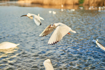 City gulls of Kaliningrad in search of food.