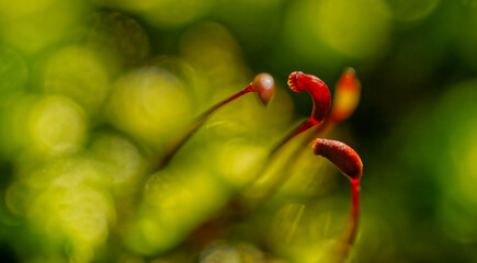 Moss bloom at the edge of an area with starry moss, Sagina subulata