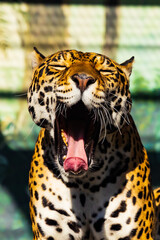 ヒョウ