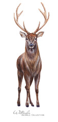 Naklejka na ściany i meble Red deer art. Stag illustration. Watercolor horned deer