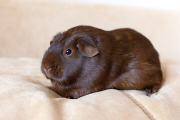 A breed of smooth-haired guinea pigs on a light background. A pet rodent looks into the camera. A male guinea pig looks at a light blanket. Fluffy chocolate-colored guinea pig. Pet care.