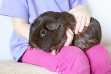 A chocolate guinea pig with a smooth coat sits on the arms of a child. A pet