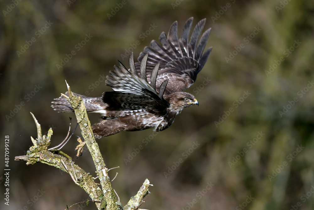 Canvas Prints fliegender Mäusebussard // flying Common buzzard (Buteo buteo)