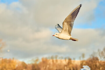 City gulls of Kaliningrad in search of food.