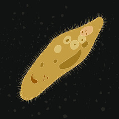 Vector illustration of single-celled eukaryote Ciliophora, Protozoa