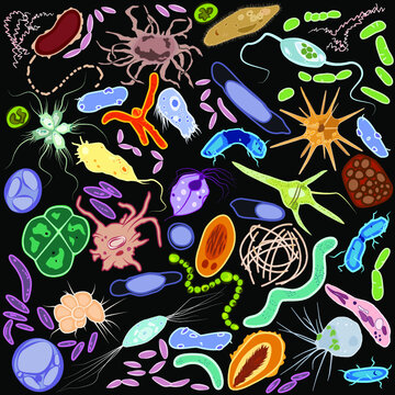 Set of different single-celled eukaryote  Protozoas and prokaryote bacterias, Vector illustration