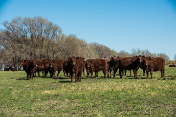 Fototapeta premium Cows fed with natural grass in pampas countryside, Patagonia, Argentina.
