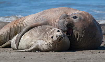 Elephant seals couple mating, Peninsula Valdes, Patagonia, Argentina.