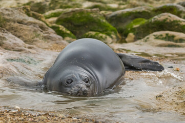 Elephant seal resting on the beach, Peninsula Valdes, Patagonia, Argentina.
