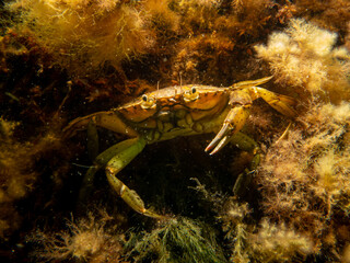 A close-up picture of a crab among seaweed. Picture from The Sound, between Sweden and Denmark
