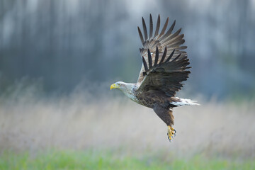 A large bird of prey flying over the meadow, White-tailed Eagle