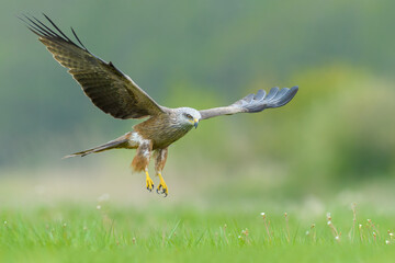 Bird patrolling the meadow on a sunny day, Red Kite