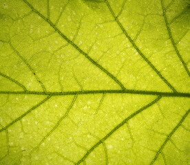 The surface of the leaf of the tree. Floral texture