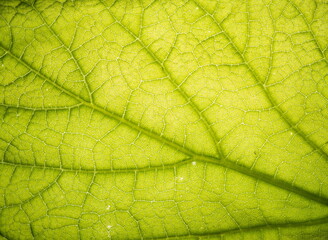 Naklejka na ściany i meble The surface of the leaf of the tree. Floral texture