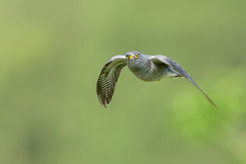 Flirty spring flights in the meadows, Common Cuckoo