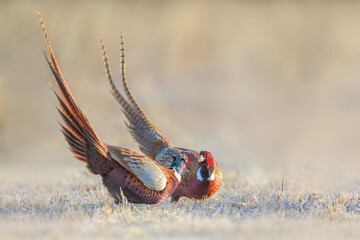 Spring Mating Fight, Common Pheasant