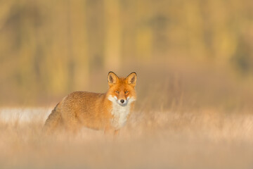 Hunting in a meadow, Red Fox
