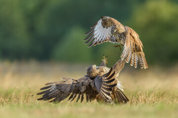 Predators fighting in the meadow, Common Buzzard
