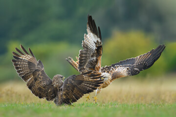 Predators fighting in the meadow, Common Buzzard