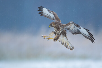 Flying raptor over the meadow at sunrise, Common Buzzard