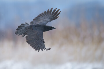 A black big bird lands on a meadow with wings spread, Common Raven