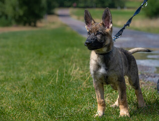 A reactive eleven weeks old German Shepherd puppy on a leash in green grass