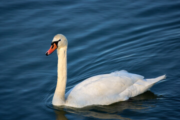 a beautiful swan on a river on a sunny day