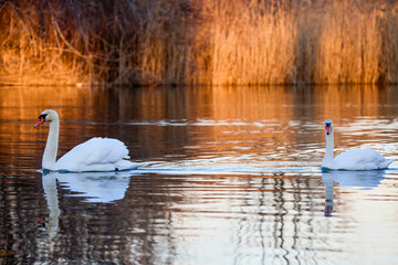 a beautiful swan on a river in the light of a sunset
