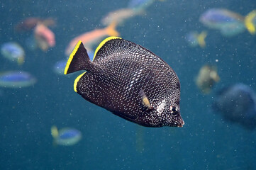 水中を泳ぐユウゼン