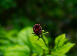 small hibiscus flower