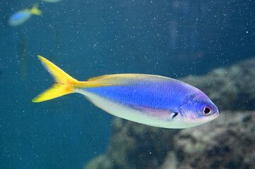 水中を泳ぐタカベ