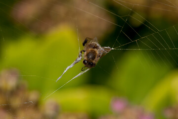 Abeille prise au piège, araignée