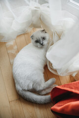 Beautiful cat. Pet. The cat is playing. Cat with big eyes.