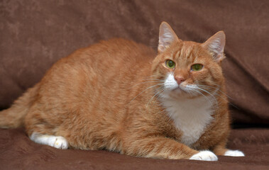 chubby affectionate red cat on sofa