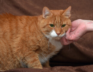 chubby affectionate red cat on sofa